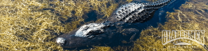 florida, alligator, gator, crocodile, airboat tour, airboat rides