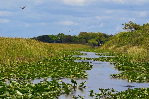 everglades, slogging, airboat, private, tours, swamp