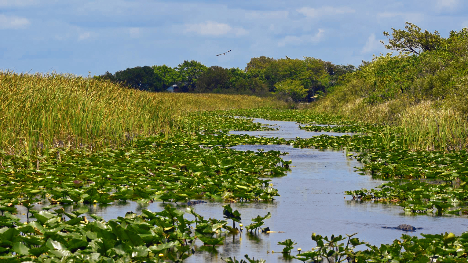 everglades plants, river of grass, sawgrass marsh