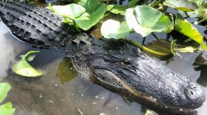 alligator, miami airboat tours, airboat rides