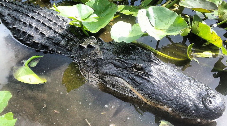 alligator, miami airboat tours, airboat rides