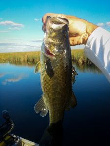 Airboat bass fishing