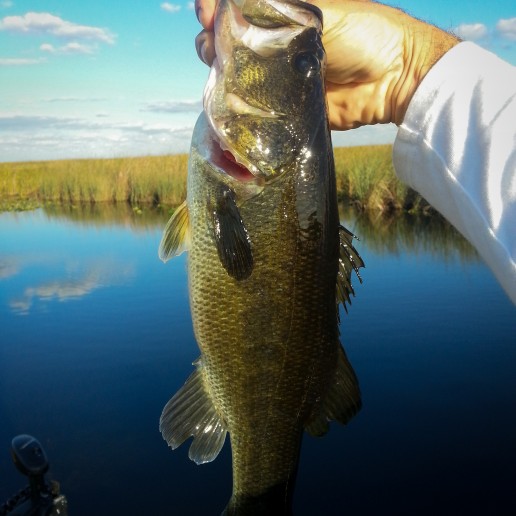 Airboat bass fishing