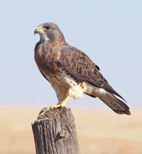 Everglades Red shouldered hawk