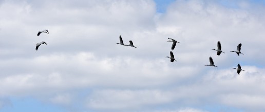 Wood Stork, Everglades Eco Tours