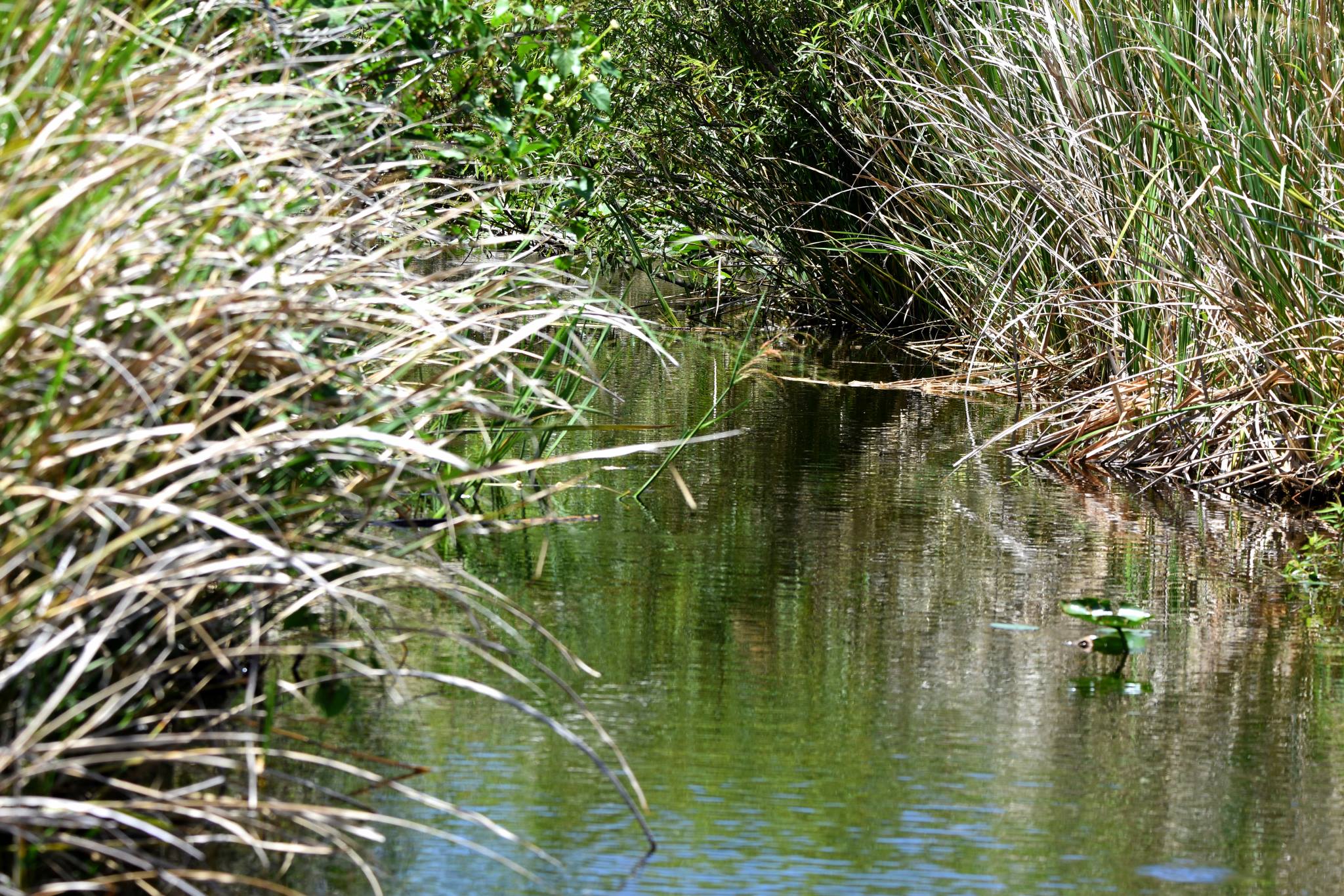 Everglades Eco Tour, River of Grass