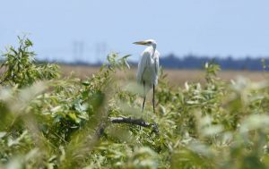 Ergret, Miami Everglades Wildlife