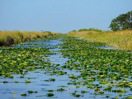Florida Everglades, Sawgrass, Swamp Flowers