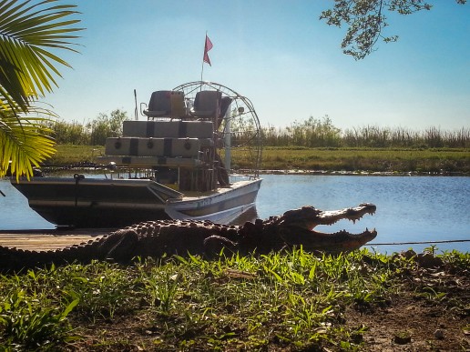 Everglades airboat tour, Miami eco tours, everglades wildlife, Alligator