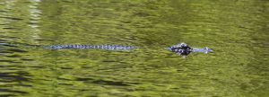 Alligator, Everglades Wildlife