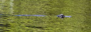 Alligator, Everglades Wildlife