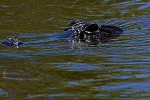 everglades airboat tour, Everglades wildlife, everglades alligators, Miami Airboat rides