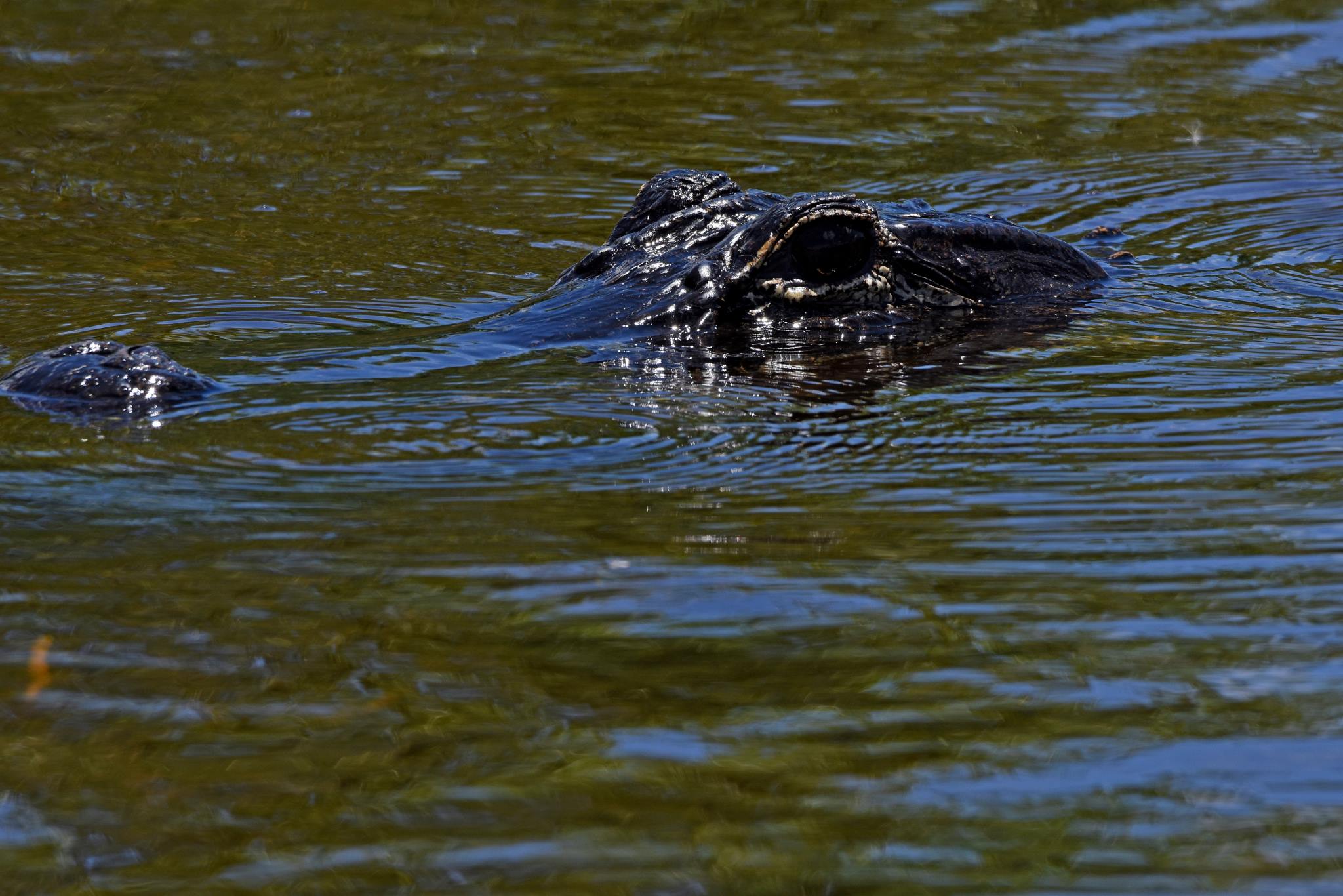 everglades airboat tour, Everglades wildlife, everglades alligators, Miami Airboat rides