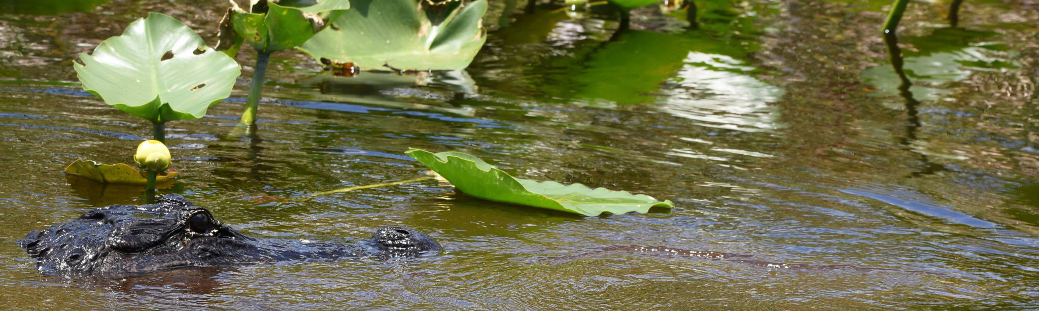 Alligator, Florida Everglades plants