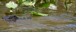 Alligator, Florida Everglades plants