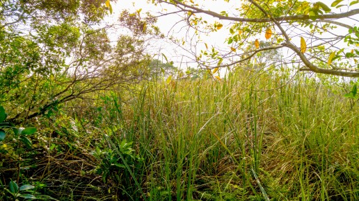 Sawgrass, Everglades Eco Tours