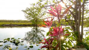 Everglades sunset, Miami air boat tours