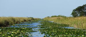 River-of-Grass, Florida-Everglades