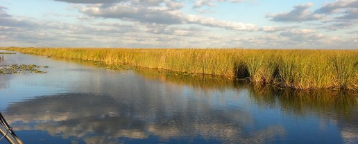 Everglades Eco Tours, Florida wildlife