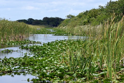 Everglades Sawgrass, Airboat eco tours near me, Everglades freshwater marsh