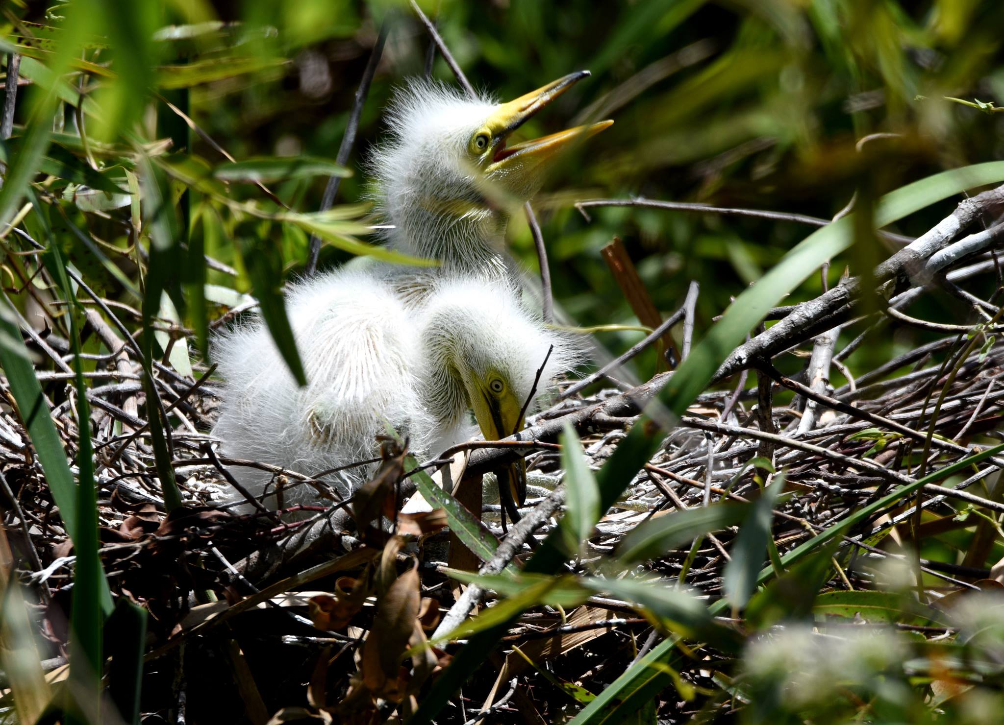 Great Egret, everglades airboat tour. Everglades Wildlife, Airboat Eco Tour