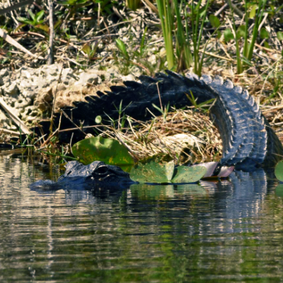 american alligator, gator, everglades, swamp, sawgrass, everglades reptiles, miami airboat tours