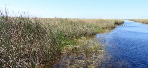 Florida Everglades, River of Grass