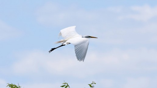 Everglades wildlife, miami eco tours, florida wading birds, great egret