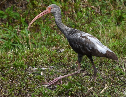 Florida wildlife, everglades eco tour, egret, wading birds