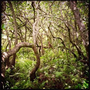 Hardwood hammock, Miami airboat tours, everglades eco tours, everglades plant life