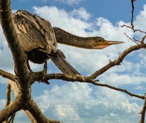 Anhinga, Everglades wildlife, Florida birds, Everglades eco tours