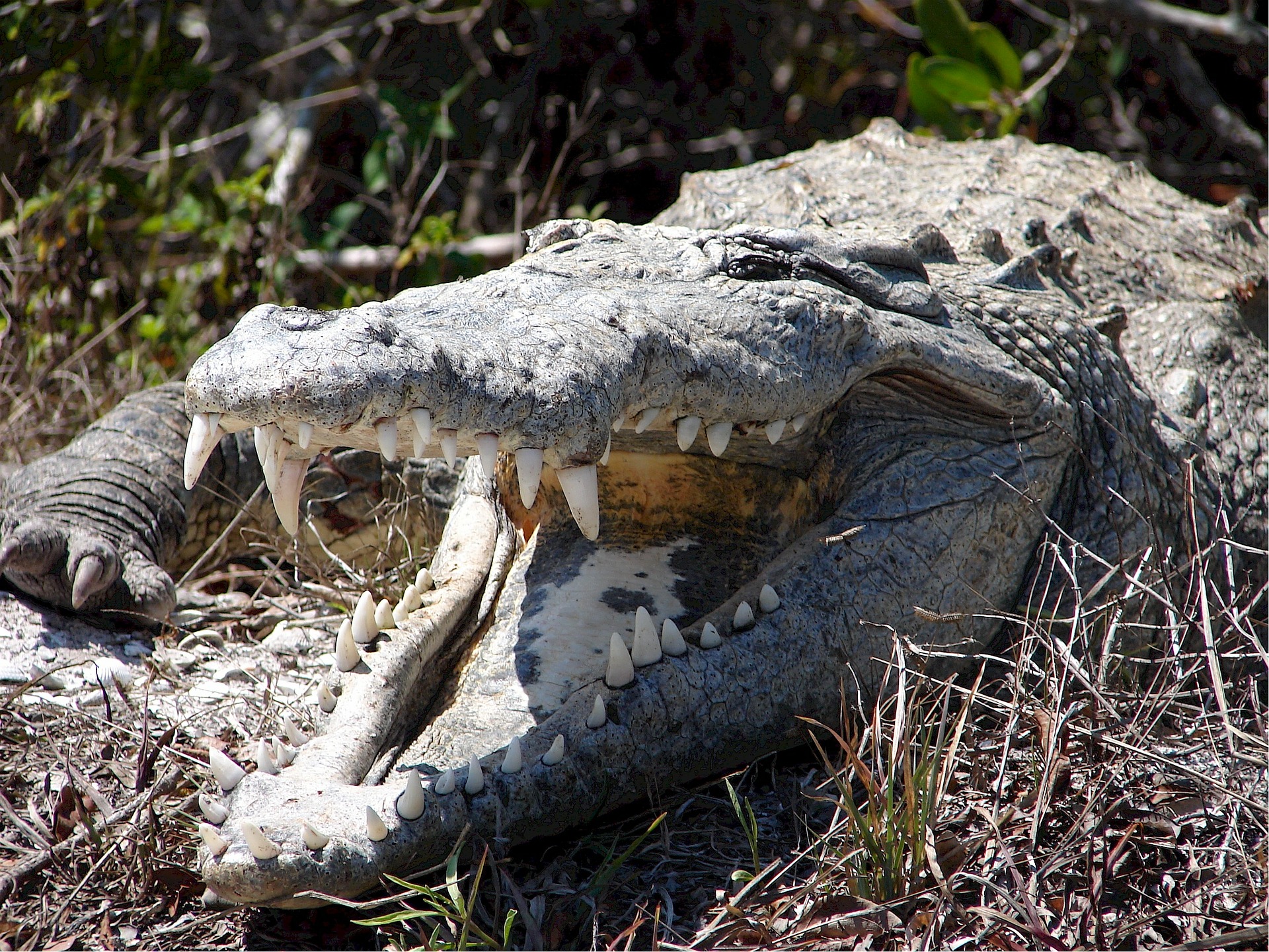 american-crocodile-everglades-airboat-tour-florida-wildife