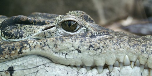 american-alligator-everglades-airboat-tours-crocodile