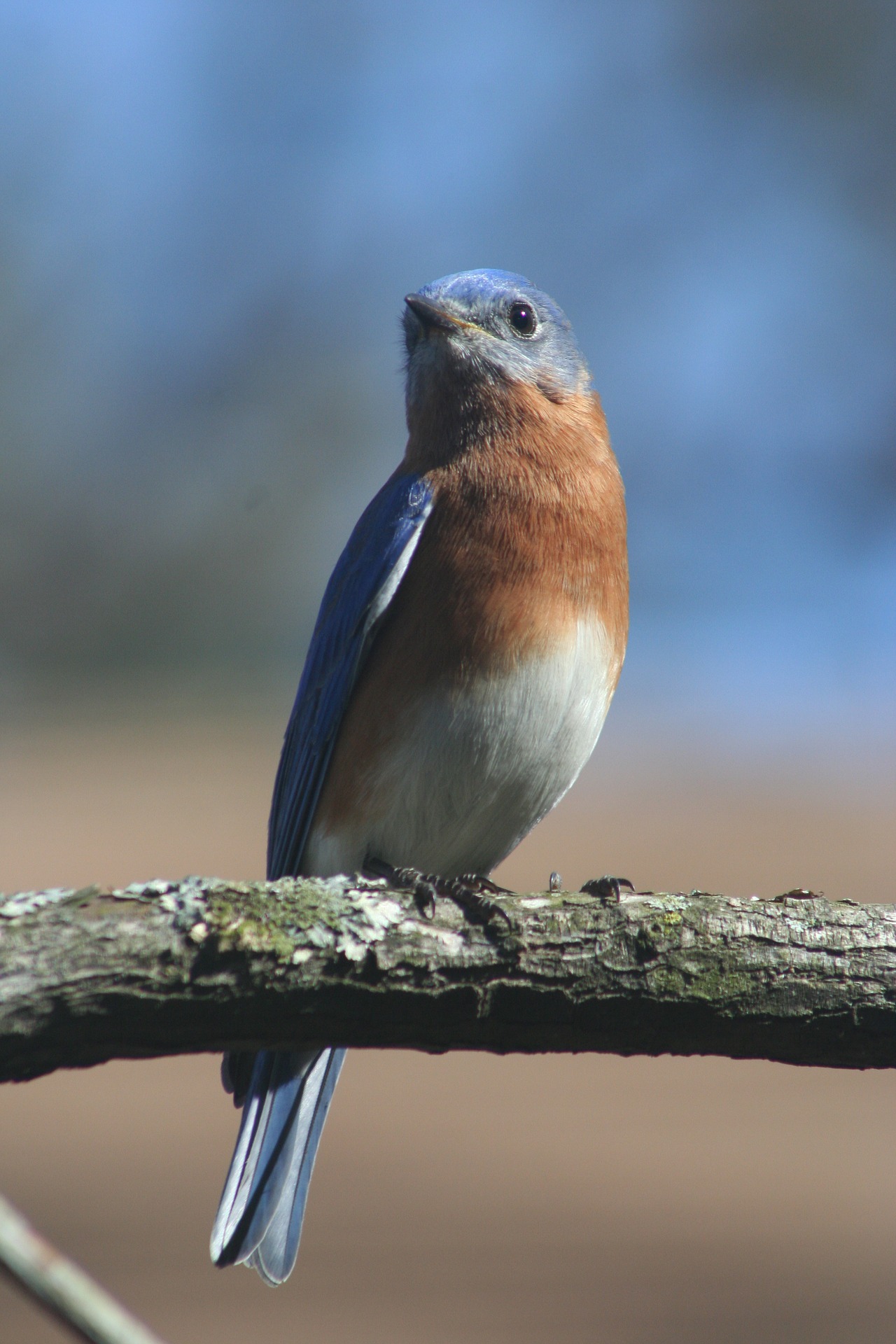 Migratory birds, everglades wildlife, everglades eco tours, birding