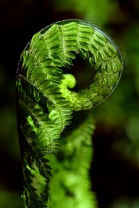 gladesmen culture, bracken fern, everglades ecology