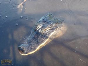 gator, alligator, american gator