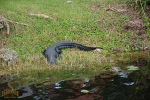 alligator on shore, waters edge gator, american alligator