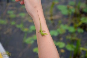 everglades lizard, green lizard, exploring sawgrass, glades