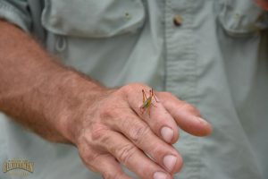 insect, grasshopper, marsh, sawmp, glades, cricket, grasshopper, nature