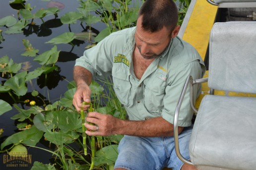 marshall jones, everglades, nature, habitat, eco, ecology, glades