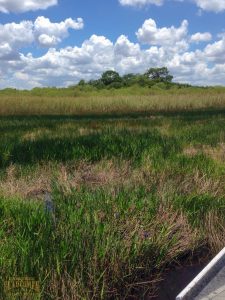 sawgrass, sawgrass ocean, glades, nature, national park