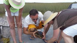 box turtle, turtle, retile, wildlife, everglades, swamp