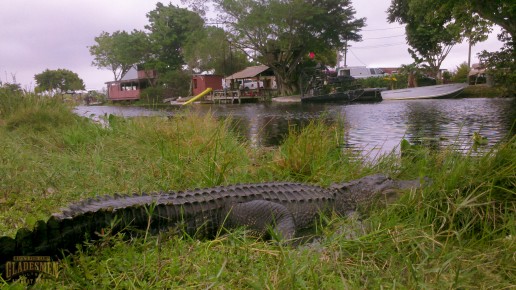 american alligator, allitgator, gator, reptile, everglades, miami river