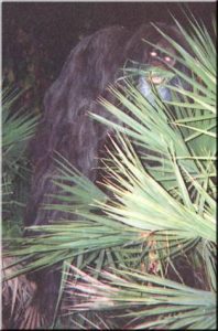 myakka-skunk-ape-everglades-wildlife-private-airboat-tours