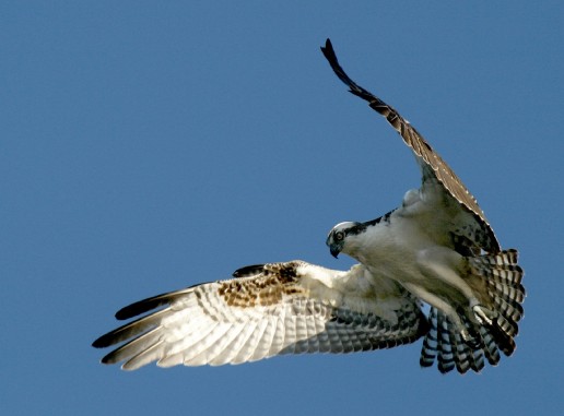 Osprey, birds of prey, everglades wildlife, everglades eco tour, florida everglades