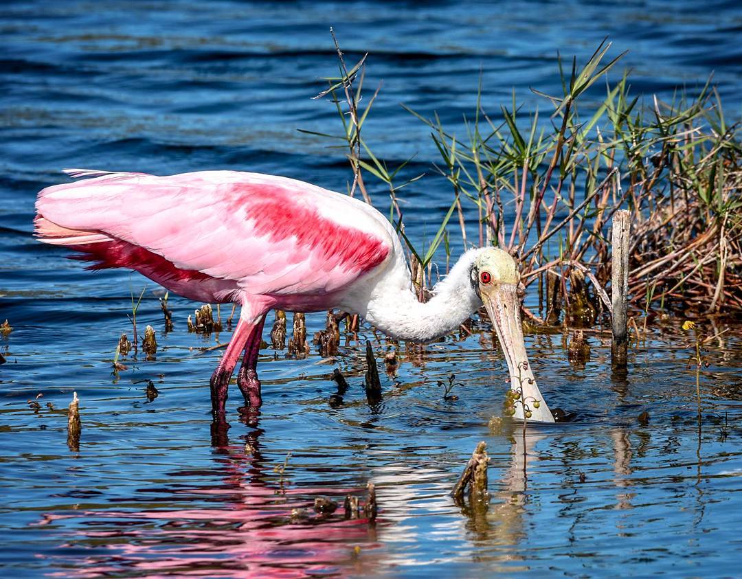 everglades wildlife, florida birds, wading birds, roseate spoonbill, miami airboat tours