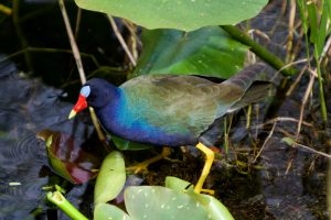 purple gallinule, everglades animals, airboat eco tour, private