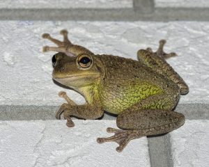 Cuban Tree Frog, Everglades Wildlife, Invasive Species, Everglades Eco Tour