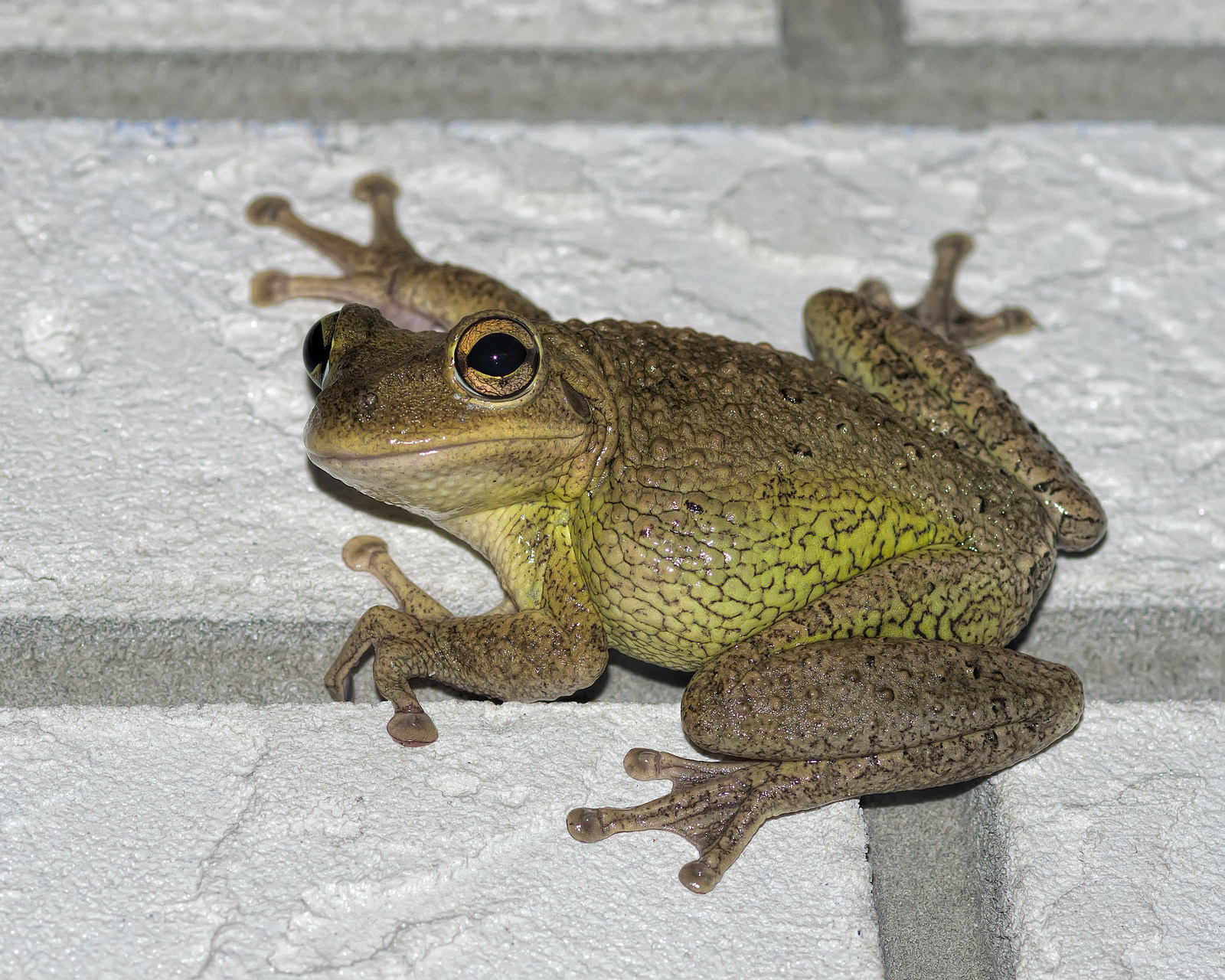 Cuban Tree Frog, Everglades Wildlife, Invasive Species, Everglades Eco Tour