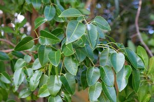 poisonwood tree, everglades plants, everglades eco tour